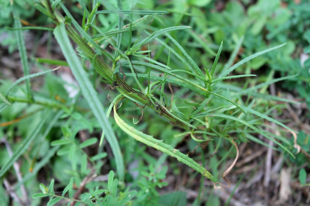 Senecio inaequidens (Asteraceae)